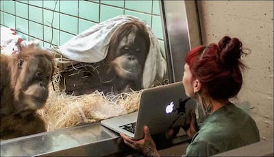 Tinder for Orangutans: Dutch zoo to help female choose her 'Mr Right' on tablet!