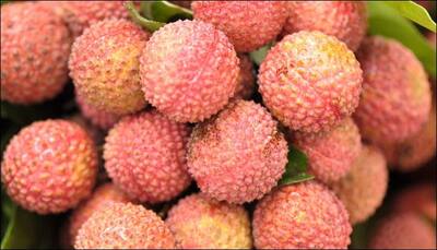 Litchi – sweet fruit or death trap? Mysterious child deaths in Bihar explained!