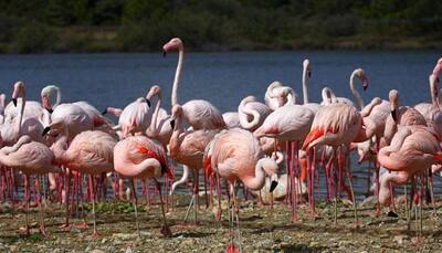 In a first, greater flamingoes spotted in Himachal's Pong wetlands