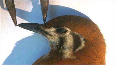 Bird lovers help scientists discover secrets of beak evolution
