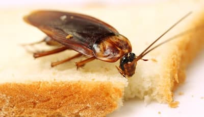 Doctors at Chennai's Stanley Medical College and Hospital remove live cockroach from woman's nostril