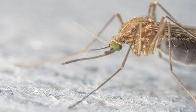New Zika vaccine protects animals with single dose