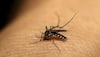 Malaria causing superbug