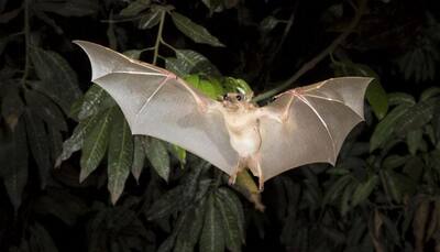 Scientists spot rare leaf-nosed bat after 37 years