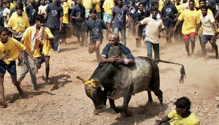 Jallikattu begins in Tamil Nadu; over 900 bulls, 1200 tamers to take part