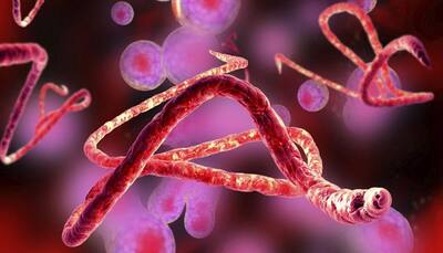 Horse antibodies for Ebola infection: Effective, economical treatment developed