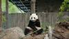 Giant panda Bao Bao