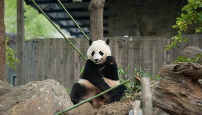 Bye bye Bao Bao – Here's why the giant panda is moving back to China from US