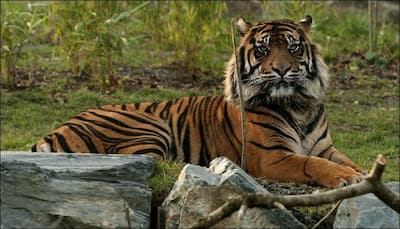 Experts note six percent rise in tiger population, call for more measures to protect them