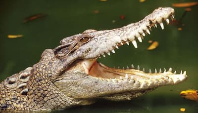 Authorities seize more than 1,600 crocodile skins in China