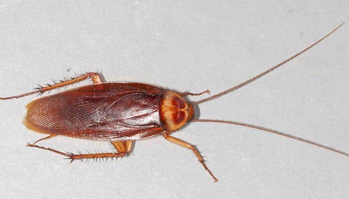 Bizarre! Live cockroach found in Chennai woman&#039;s head