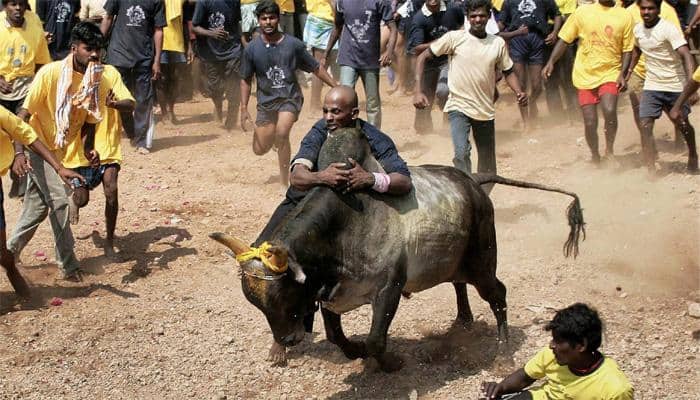 Jallikattu to be organised in Tamil Nadu&#039;s Alanganallur today; 1,000 bulls expected to participate