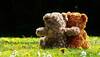 Valentine's Week Day 4: Here's how you can celebrate Teddy day in a fun and crazy way!
