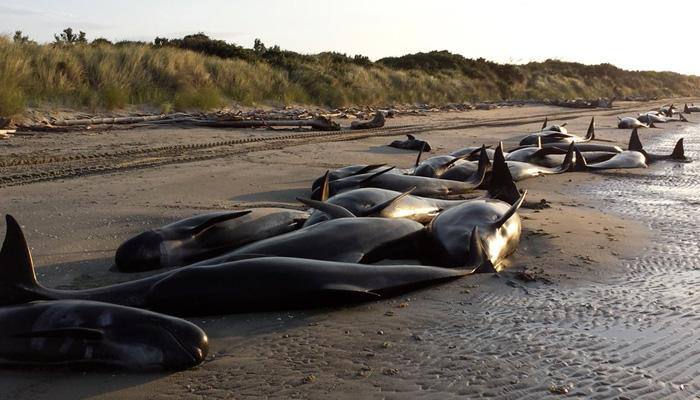At least 300 whales found dead in mass stranding on New Zealand beach - Watch