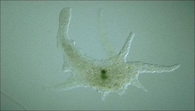 Meet 'Gandalf' – a new amoeba species named after 'Lord of the Rings' character!
