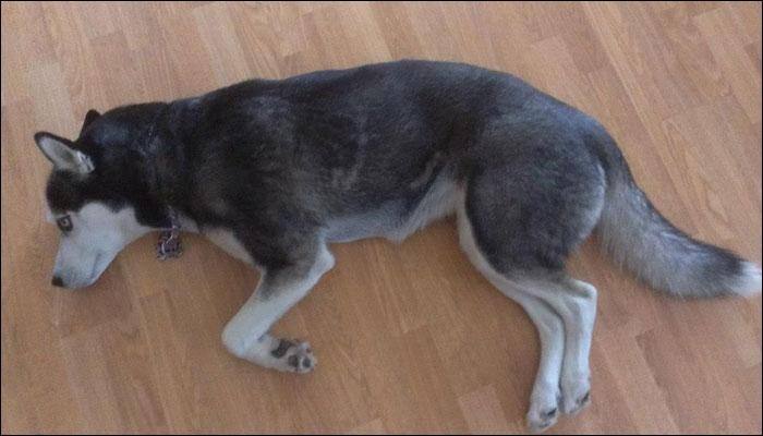 Mass culling of dogs in China after women dies of rabies?
