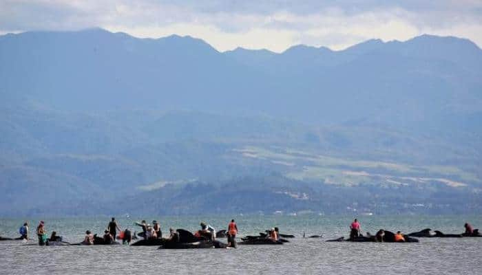 New Zealand whale stranding: Authorities begin clean-up of carcasses