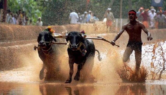 Kambala Bill, inspired by Jallikattu Bill in Tamil Nadu, passed in Karnataka Assembly