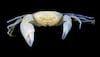 Say hello to 'Harryplax severus' – elusive coral reef crab named after Harry Potter characters!