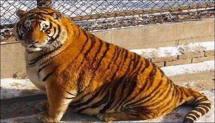 Photographs of &#039;obese&#039; Siberian tigers go viral; raises questions on their upkeep