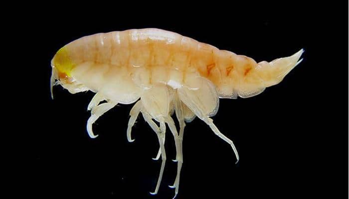 In a first, scientists discover banned toxic chemicals in deepest reaches of ocean