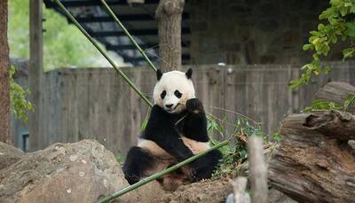Washington zoo gears up to send off giant panda Bao Bao