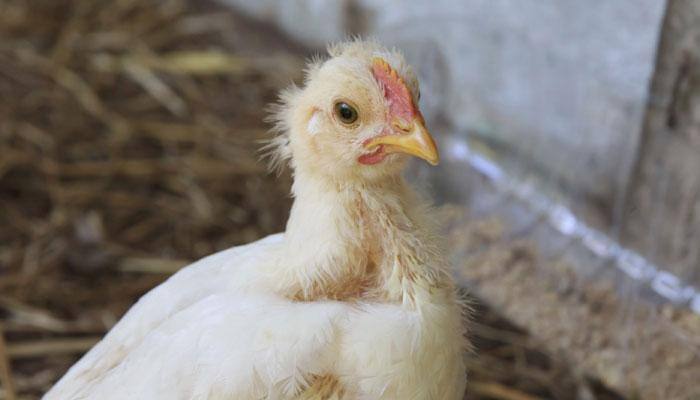 Bird flu: China's poultry markets shut as death toll rises