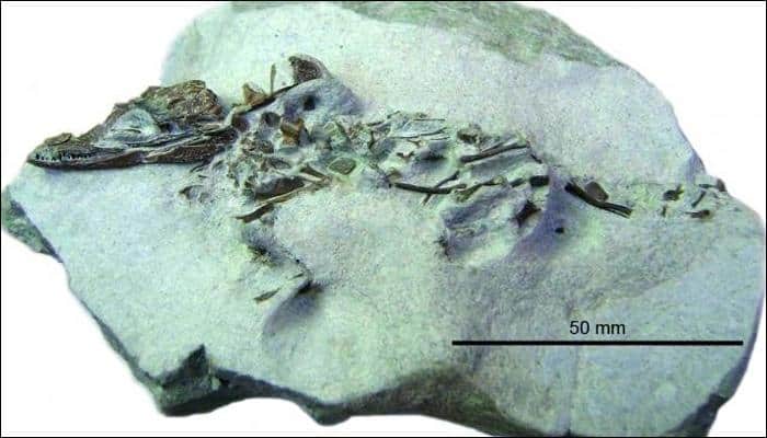 Fossil of small crocodile may be new species
