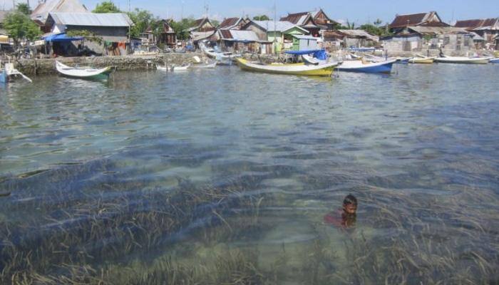 Seagrasses can improve water quality of sea by suppressing pollution