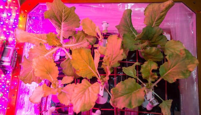 ISS astronauts harvest its fifth crop &#039;Tokyo Bekana Chinese cabbage&#039; on space station!