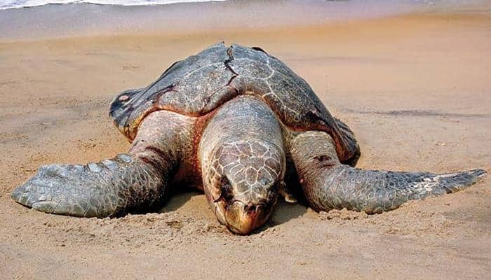Odisha: Endangered Olive Ridley turtles lay record 3.55 lakh eggs in a week, number may go up