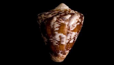 Venomous marine snail may provide potent painkiller: Study
