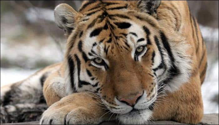 Corbett Tiger Reserve authorities issue &#039;shoot at sight&#039; orders after suspected poacher movement