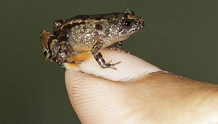 Four new species of small night frogs discovered in Western Ghats