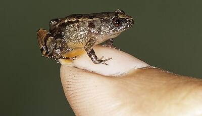 Four new species of small night frogs discovered in Western Ghats