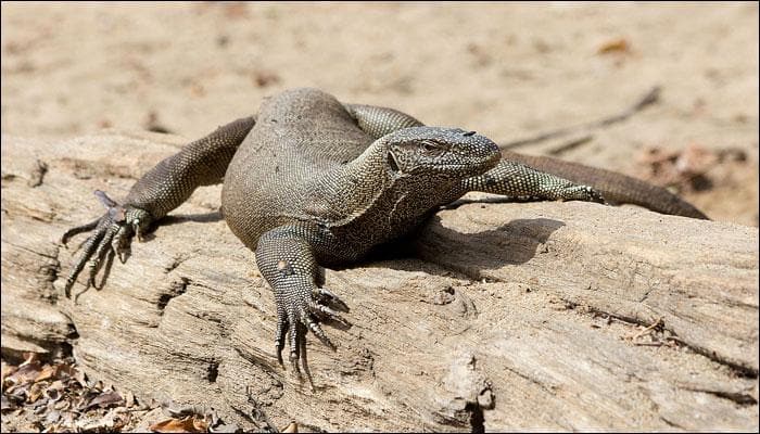 All four monitor lizards in Delhi zoo dead due to &#039;shock&#039;