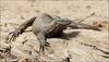 All four monitor lizards in Delhi zoo dead due to 'shock'