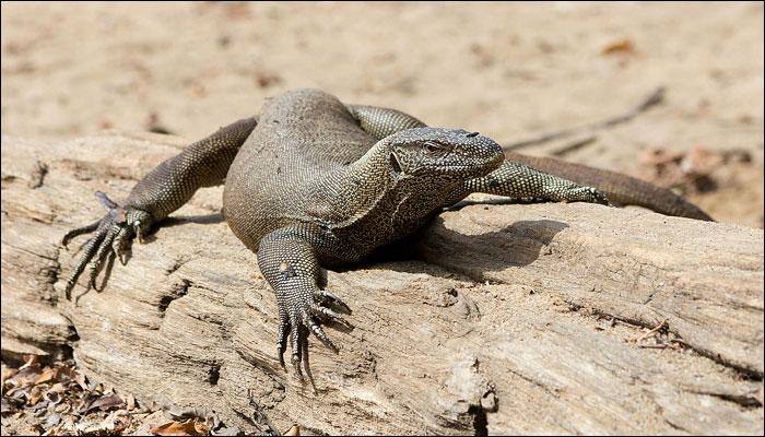 All four monitor lizards in Delhi zoo dead due to 'shock'