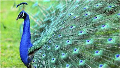 170 peacocks killed due to contagious disease in Pakistan