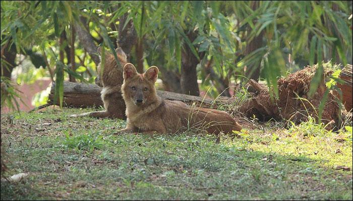 Researchers estimate range of movement of Asiatic wild dogs