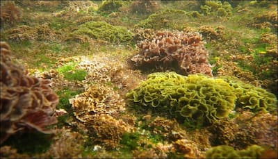 From primitive ancestor to modern Homo sapiens: Seaweed is the secret to our evolution?