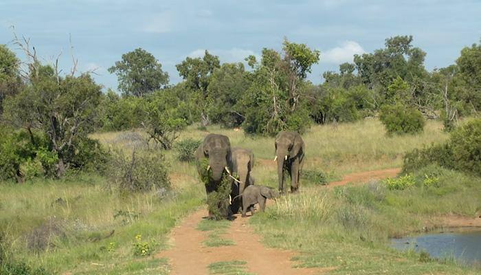 The shortest sleeping mammals: African elephants sleep just two hours daily (Watch)