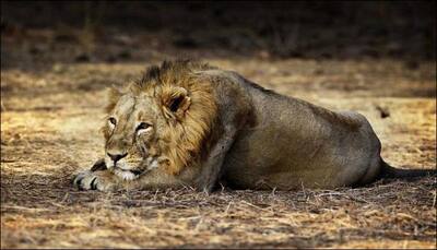 Wildlife agency seizes huge consignments of live animals