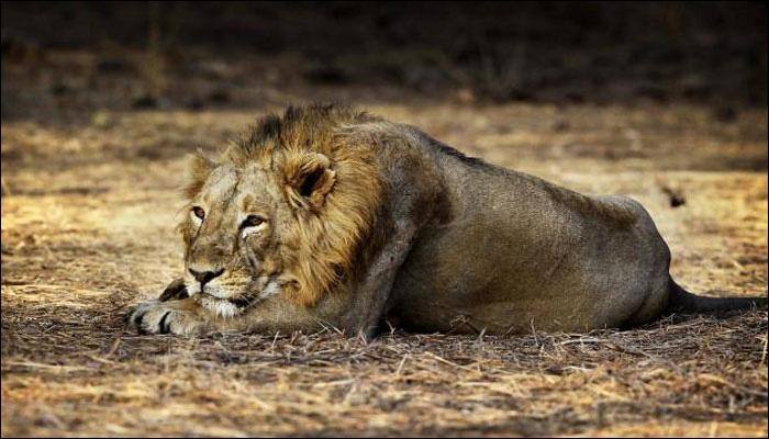 Wildlife agency seizes huge consignments of live animals