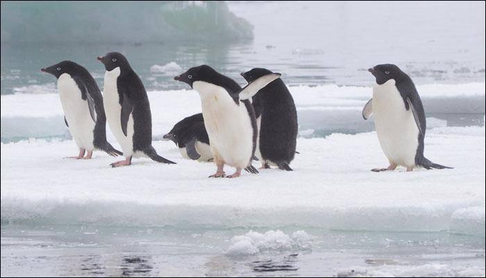 Public display of penguins at Byculla zoo won't be stopped: Bombay High Court