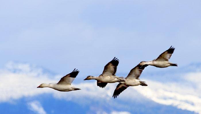 45% of country's bird species in Himachal Pradesh: Great Backyard Bird Count