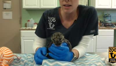 Take a look! First-ever clouded leopard born via artificial insemination at Nashville Zoo