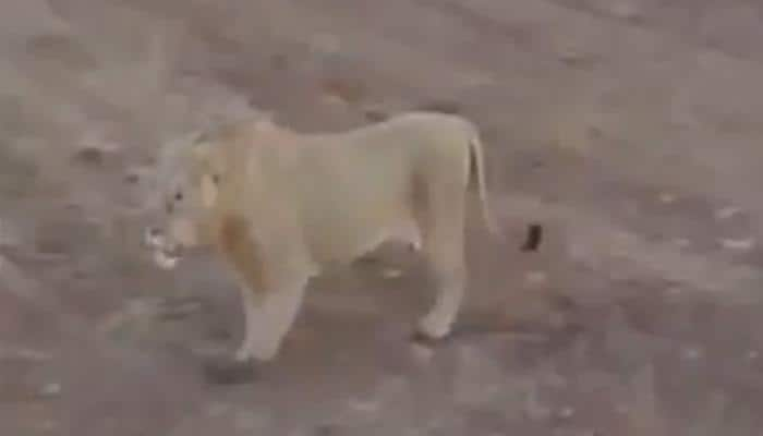 Video of three Lions roaming in Gujarat&#039;s Gigasan village in Amreli district