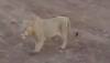 Video of three Lions roaming in Gujarat's Gigasan village in Amreli district