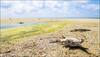 One of Earth's biggest mass extinctions the result of ice age, not global warming!